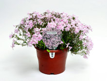 Perenner Mix Ø17 cm